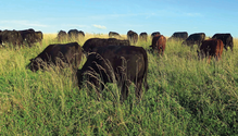 20-Lespedeza-Pasture1-web