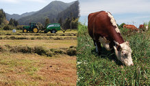 2001_11-bale-graze