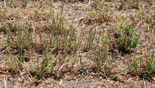 2001_26-dry-grass