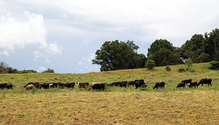2002-HFG-12-pasture
