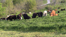 2002_HFG-18-grazing
