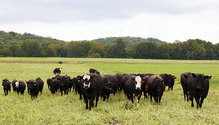 2002_HFG_8-beef