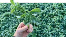 2003-HFG-24-frosted-alfalfa