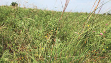 2003-HFG-29-native-prairie
