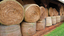 2003-HFG-6-hay