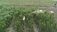 20045_17-sheep