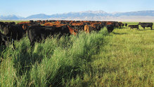 20045_20-pasture