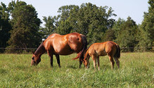 20045_28-horses