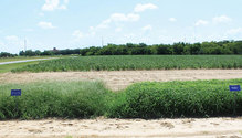 20045_30-crabgrass