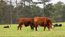 20045_32-beef-cows