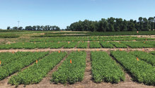 20089_HFG-16-alfalfa-plots