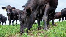 2011-HFG-28-grazing-alfalfa