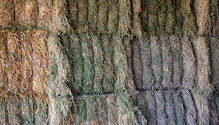 2011-HFG-30-hay