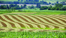 2011_HFG-21-hay-field