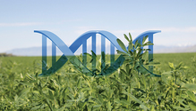 2011_HFG_14-alfalfa-DNA