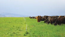 2011_HFG_20-grazing
