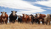 2011_HFG_22-beef-cattle