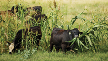 2021_08_16_RM_OswaltSteersCoverCrops_046-web