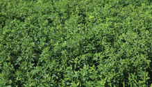 21-apr-may-HFG-12-alfalfa