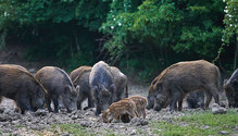 21-apr-may-HFG-14-wild-pigs