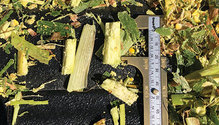 21-apr-may-HFG-18-silage