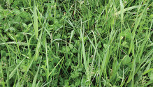 21-apr-may-HFG-9-legume