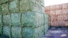 21-feb-HFG-10-baled-alfalfa