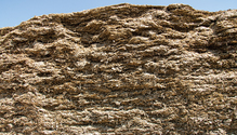 21-feb-HFG-12-silage-face