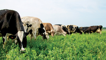 21-feb-HFG-6-grazing