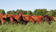 21-feb-HFG_20-beef-grazing