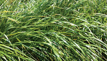 21-feb-HFG_26-grasses