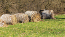 21-feb-HFG_30-imoldy-hay
