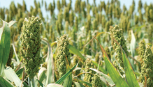 21-feb-HFG_30-silage