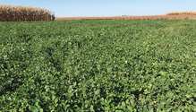 21-jan-16-alfalfa