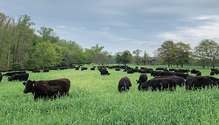 21-jan-26-heifers-grazing
