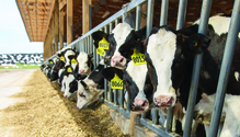 21-jan-30-heifers