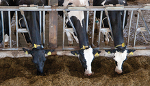 21-jan_HFG-18-Holstein