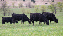 21-jan_HFG-19-grazers