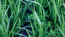 21-mar-HFG-10-alf-grasses