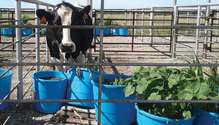 21-mar-HFG-18-Holstein