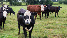 21-mar-HFG-22-Beef
