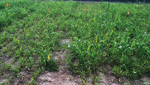 21-mar-HFG-28-sorghum