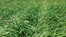 21-mar-HFG-9-grass