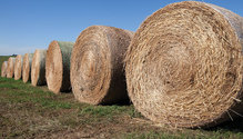 21-may-HFG-10-hay