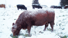 21_Jan-22-winter-hay