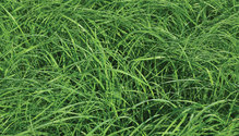 22-Teff-Grass-Theme