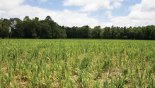 25-Creek_Plantation_AF-13-web