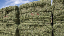 28-Bales21_MR_013-web