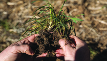 28 RegenerativeAgriculture_001