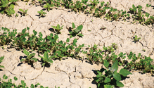 28-alfalfa_145-web